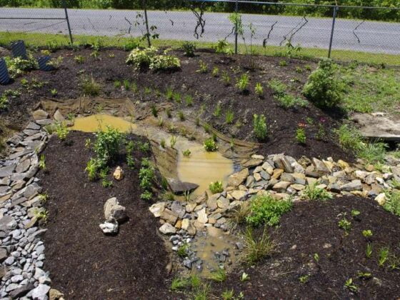 Featured image - Rain Gardens