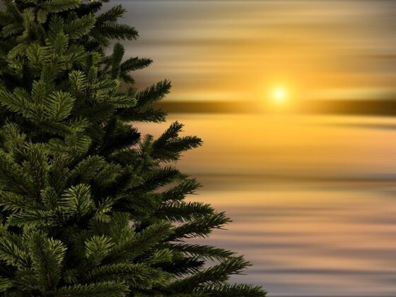 Featured image - Guide to Replanting a Christmas Tree