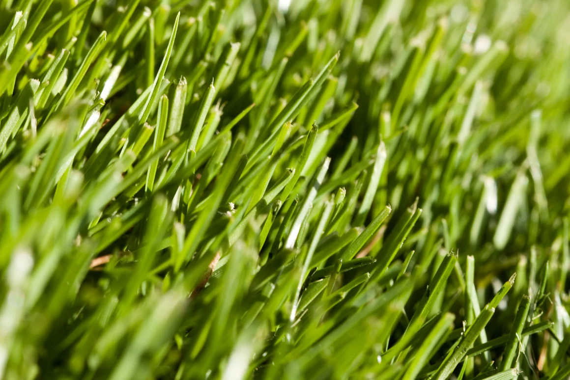 Can Gardening Mulch Stop Grass from Growing