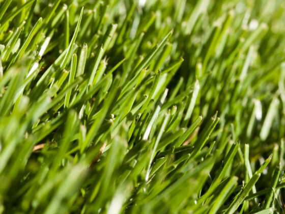 Can Gardening Mulch Stop Grass from Growing