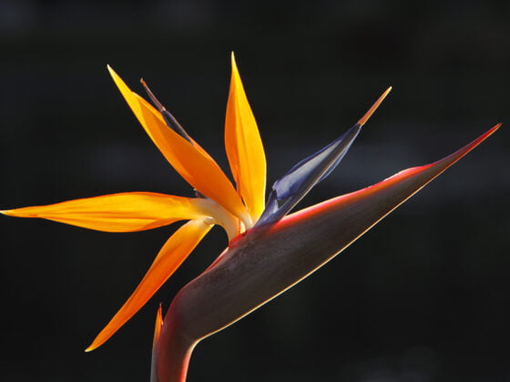 Bird-Themed Table Decor: Unique Ideas & Tips to Decorate Your Table