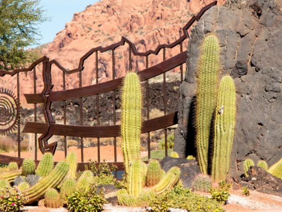 Desert Garden on Deck or Patio