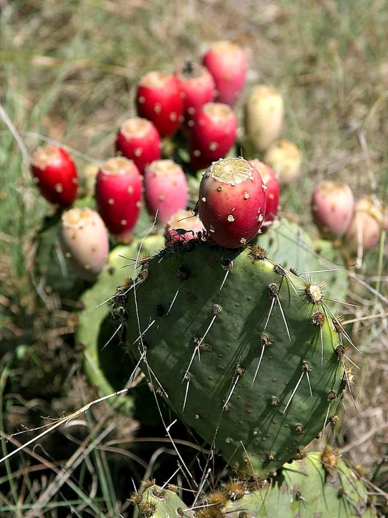Prickly Pear Cactus in Texas
