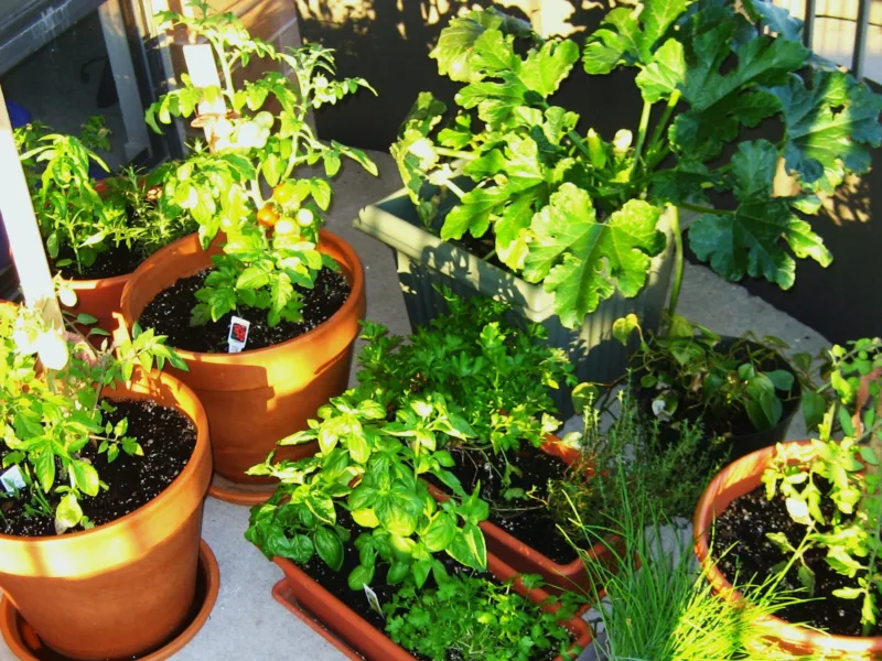 patio garden