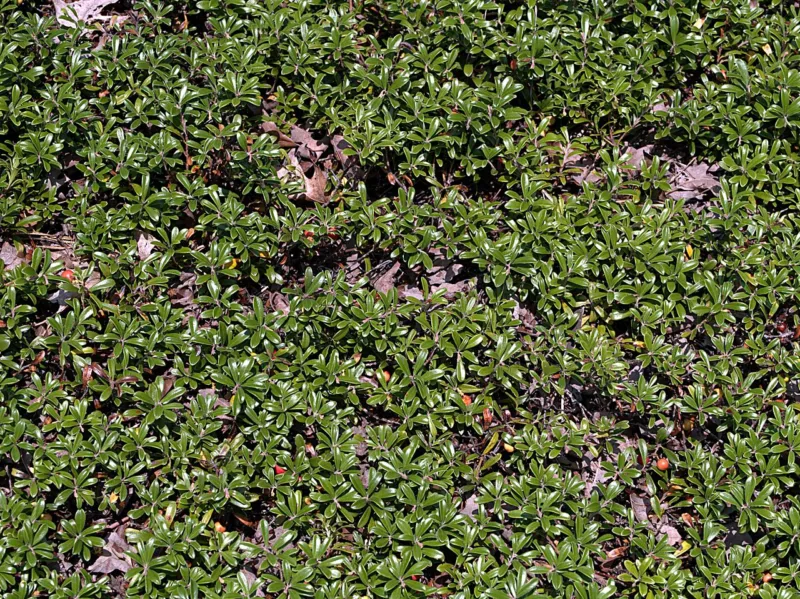 Bearberry is a good cover for poor acidic soils