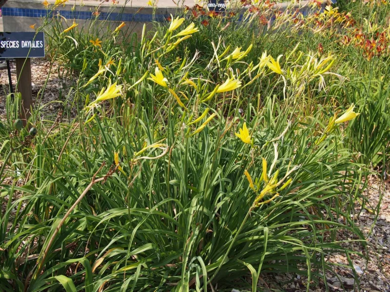 Daylilies have found favor lately as groundcovers for sunny sites