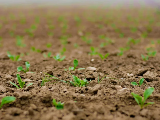 10 Helpful Tips for Spring Planting