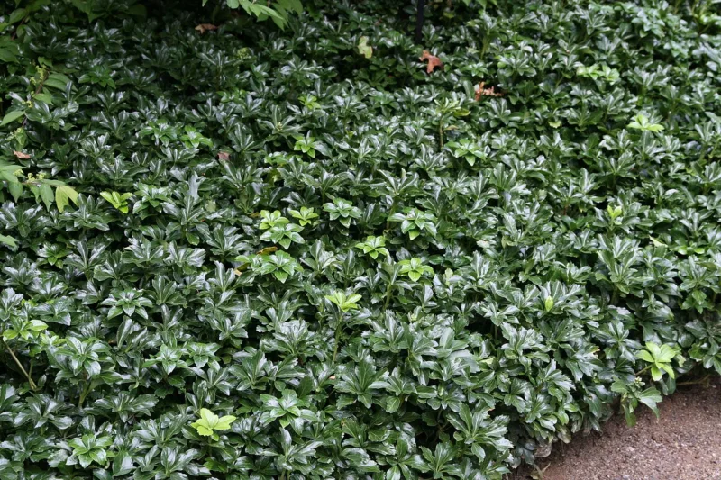 This zero-maintenance yard is almost entirely covered in Japanese spurge