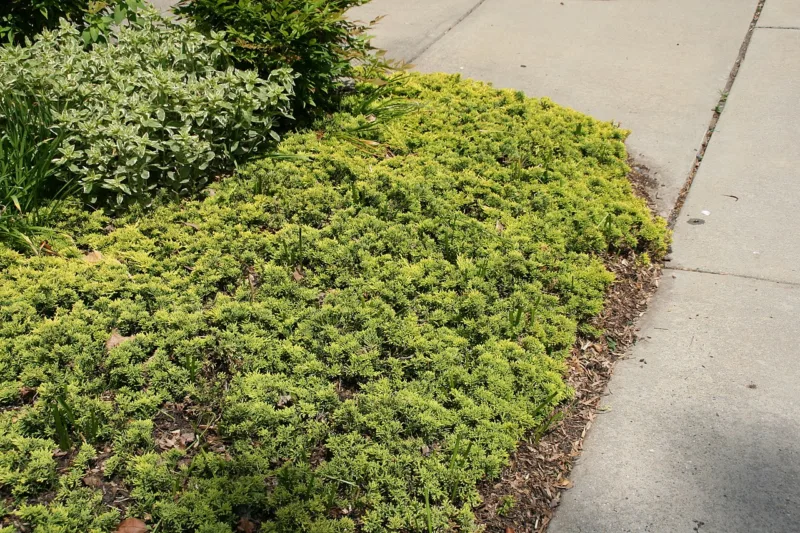 Junipers are the undisputed champions of the groundcover world