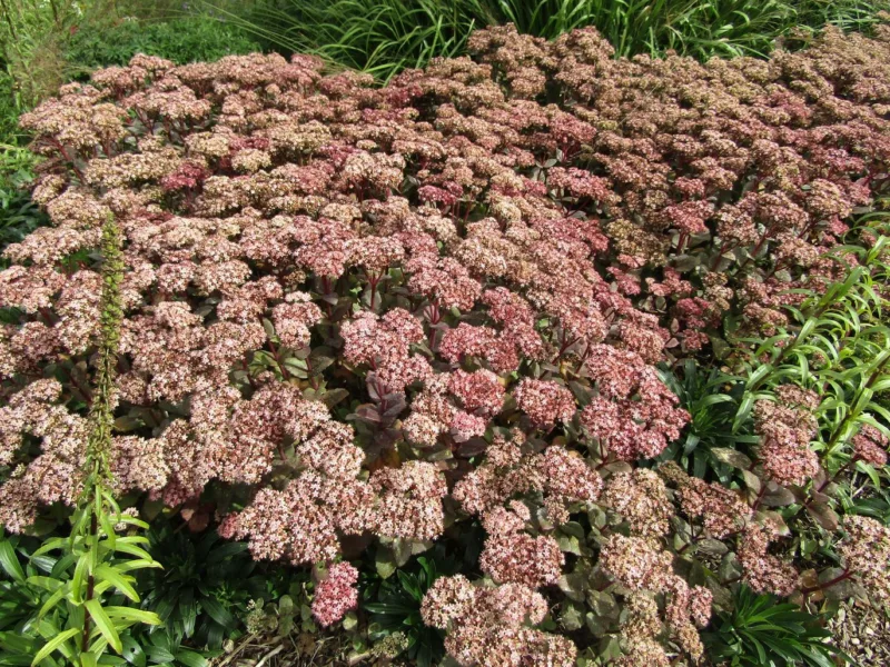 A groundcover planting of Matrona sedum