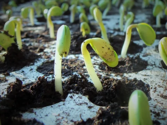 10 Tips for Starting Seeds Indoors - Germination Basics
