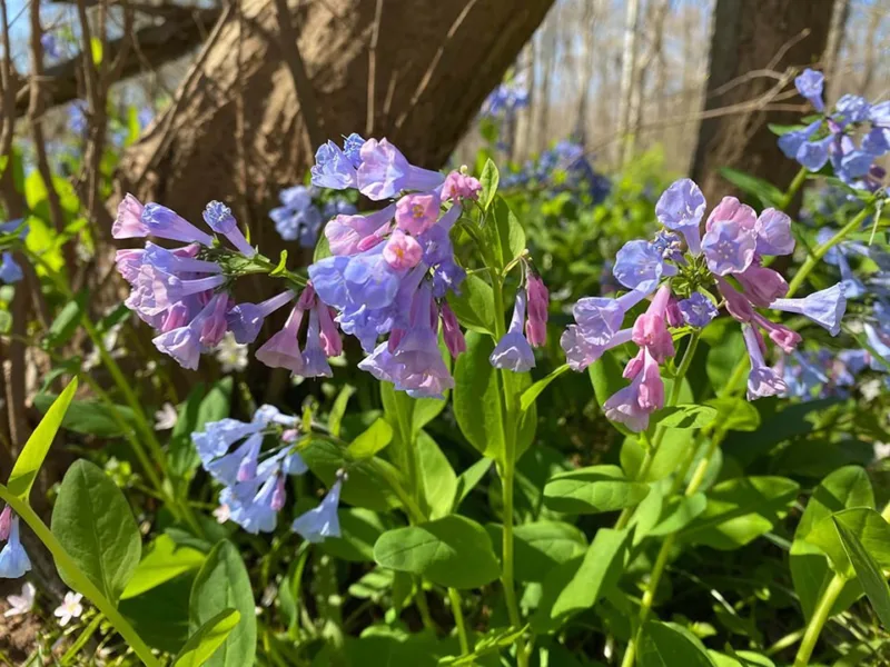 Virginia bluebells are ideal beneath trees