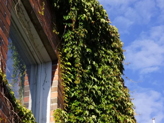 Taking Gardening to the Vertical - Designing With Vines and Climbers