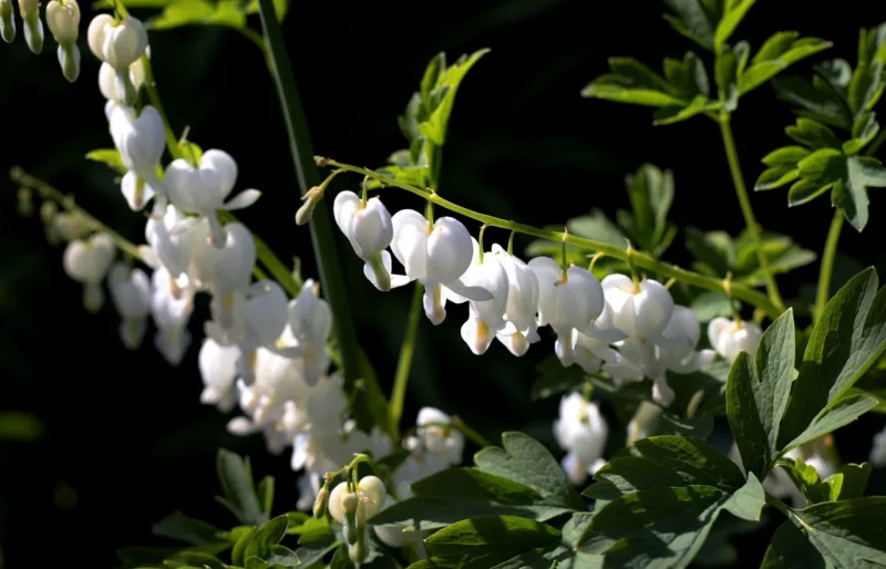 Dicentra spectabilis ‘Alba’ is the white-flowered form of bleeding heart
