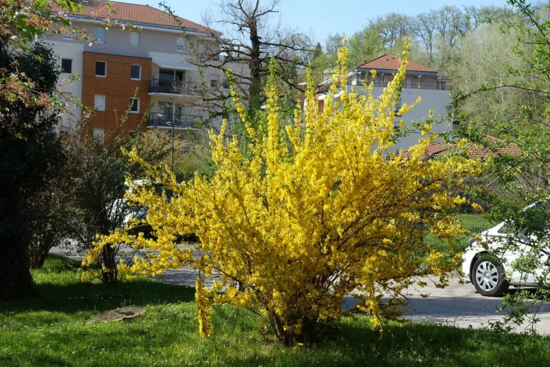 Forsythia x intermedia ‘Spectabilis’ is a hybrid border forsythia Forsythia x intermedia ‘Spectabilis’ is a hybrid border forsythia