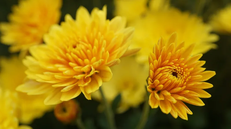 The name change for chrysanthemums caused quite a stir among gardeners!