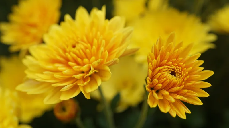The name change for chrysanthemums caused quite a stir among gardeners! The name change for chrysanthemums caused quite a stir among gardeners!