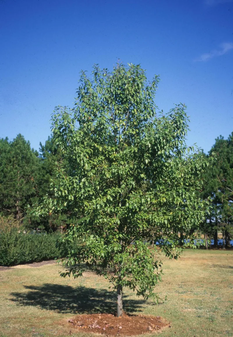 image - Prairie Horizon Manchurian Alder