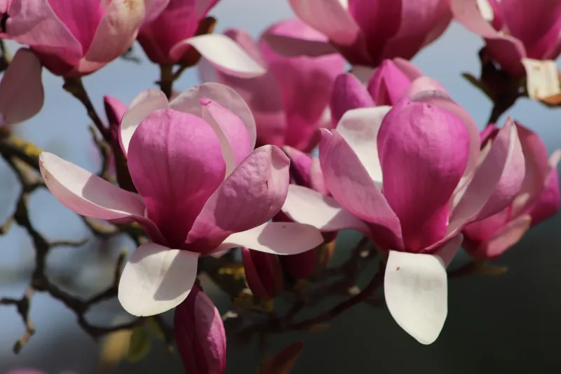 image - All northern gardeners covet the delicate magnolia