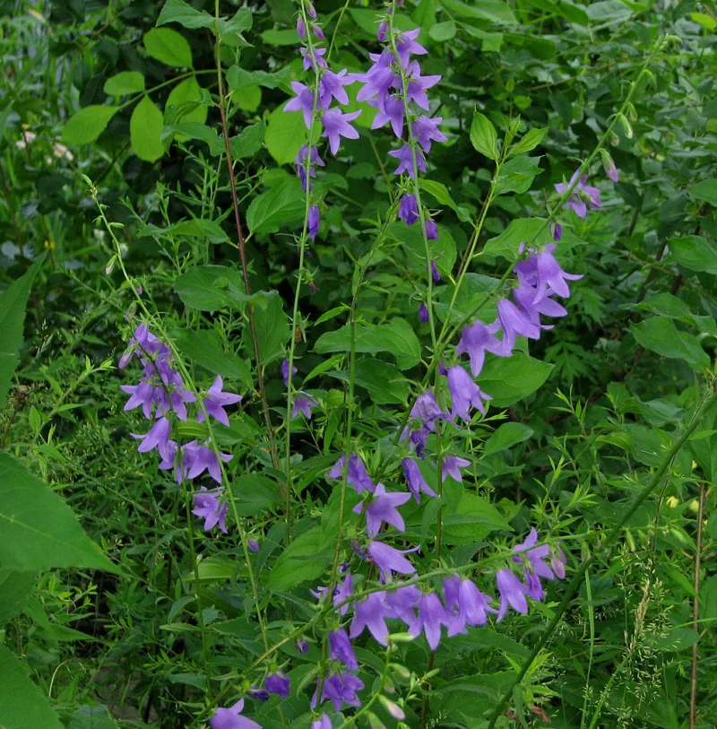 image - Creeping bellflower is one of the most aggressive of all perennials
