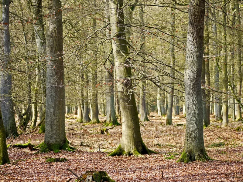 image - Fallen leaves on the forest floor are nature's winter insulation