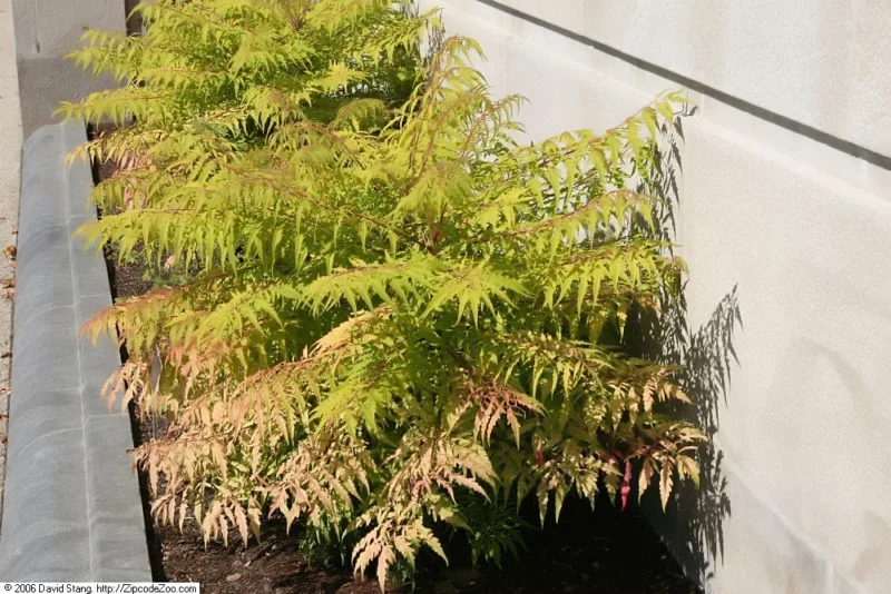 image - Large Tropical-Looking Shrub - Tiger Eyes Sumac