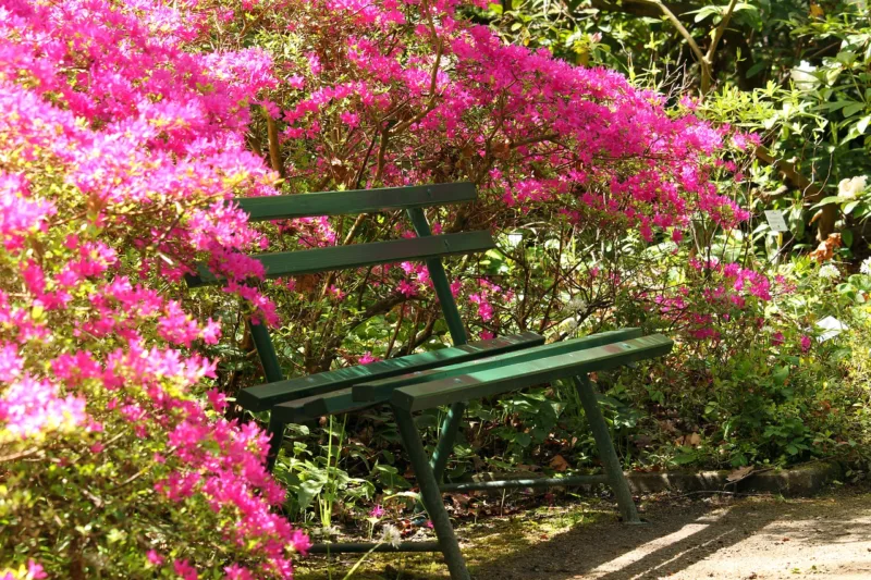 image - Many northern gardeners have success with azaleas