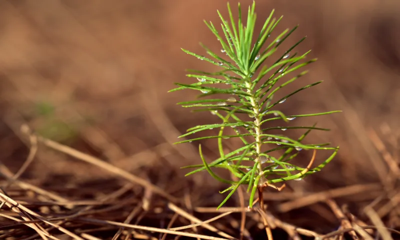 image - Mounded straw will protect this tender evergreen yew