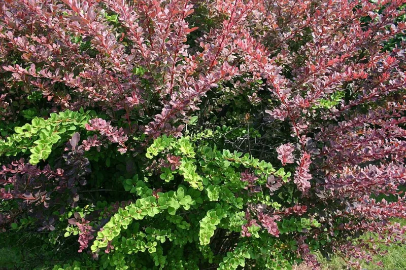 image - My Japanese barberries which shouldn't be growing here