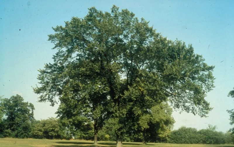 image - Prairie Expedition American Elm