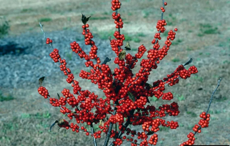 image - Prairie Radiance Winterberry