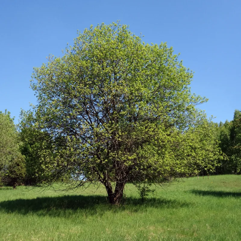 image - Salix pentandra ‘Silver Lake’