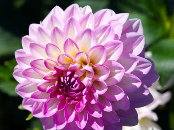 featured image - Storing Tender Bulbs Through Winter Answers to Questions from Northscapers Like You!