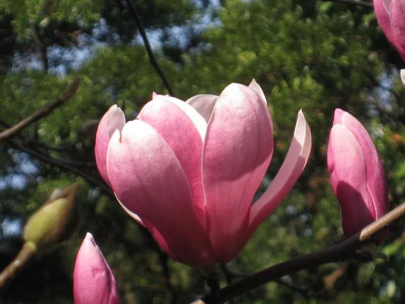 image - Saucer magnolia - the poster child for northern envy