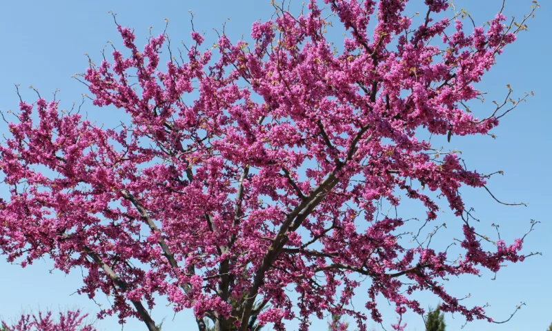 image - This golden chain tree is only hardy to zone 5 at best