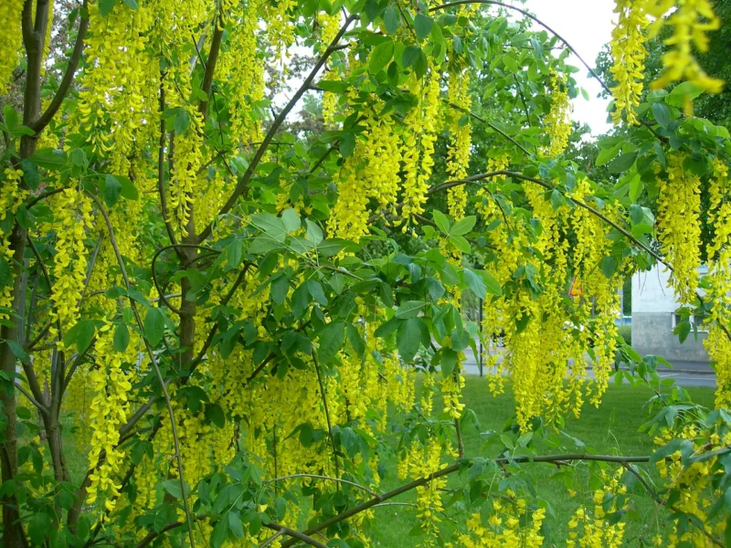 image - This golden chain tree is only hardy to zone 5 at best
