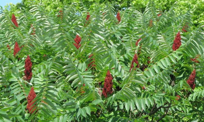 Sumac is just one hardy plant that reminds us of the tropics