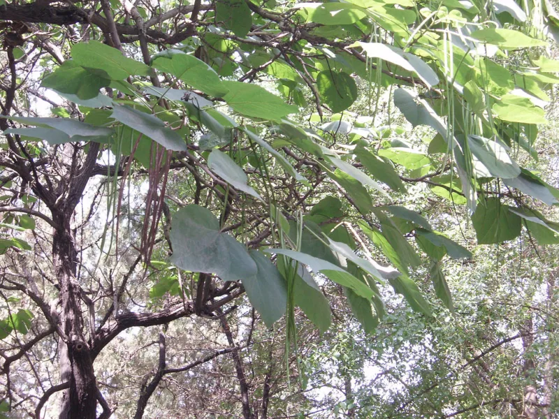 image - Tropical-Looking Tree - Chinese Catalpa