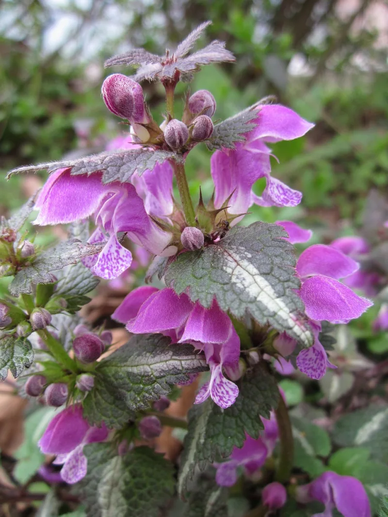 Variegated dead nettle brings colorful flowers and foliage
