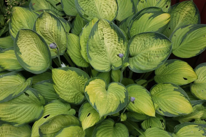 image - Variegated hostas look great in groupings