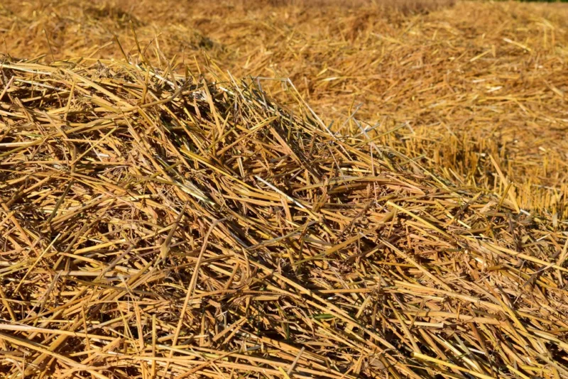 image - Many gardeners apply a straw mulch to protect their treasures in winter