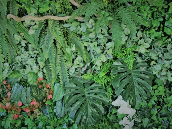 Featured - Tropical-Looking Plants For Northern Landscapes