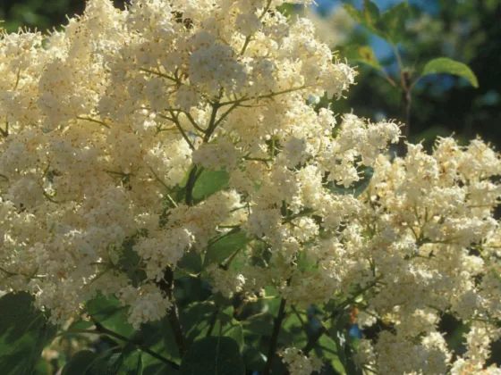 featured image - ‘Copper Curls’ tree lilac