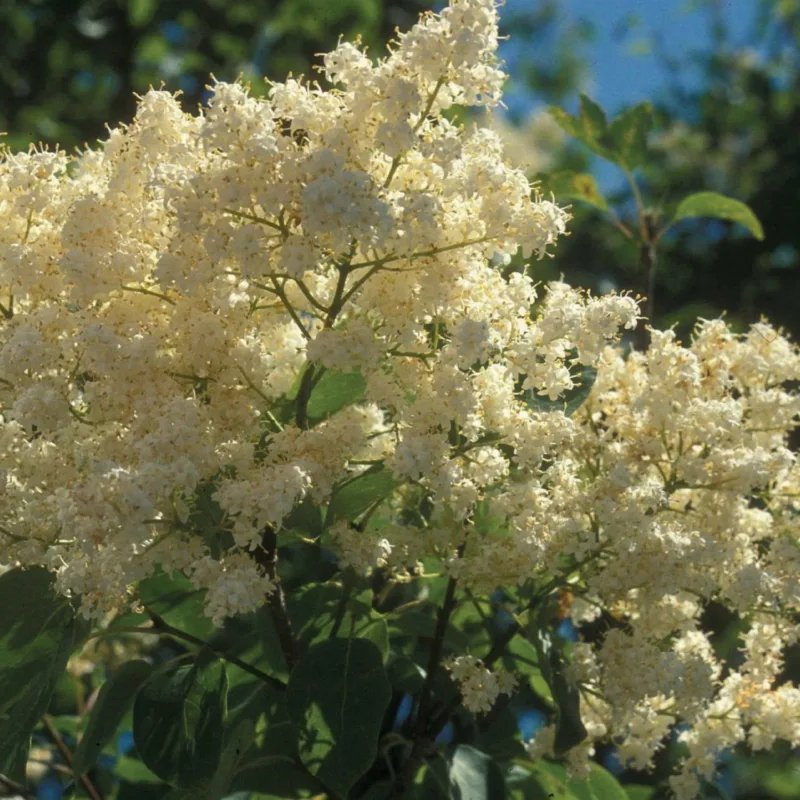 image - ‘Copper Curls’ tree lilac, just one of NDSU's new intros