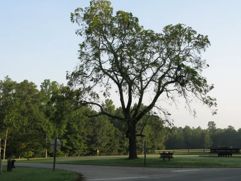 image - A stately (and huge!) black walnut tree