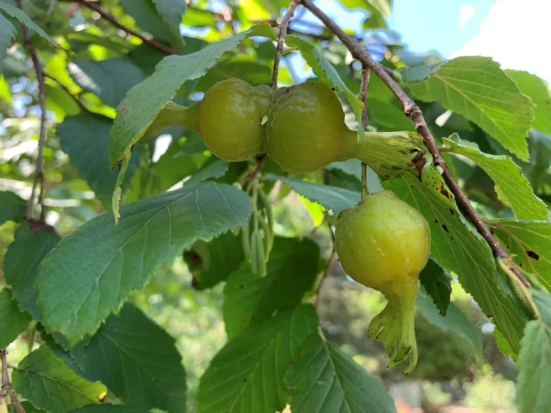 image - American hazelnuts ripening on the branches