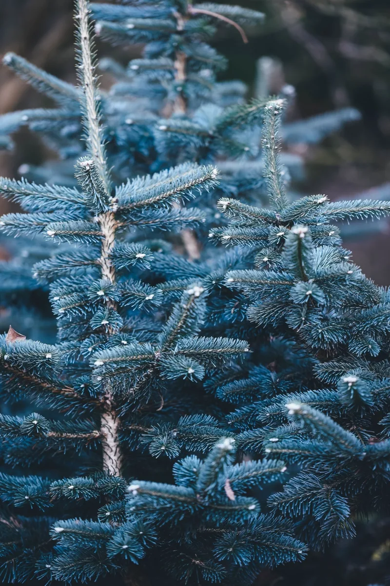 image - Certain evergreens change color in November