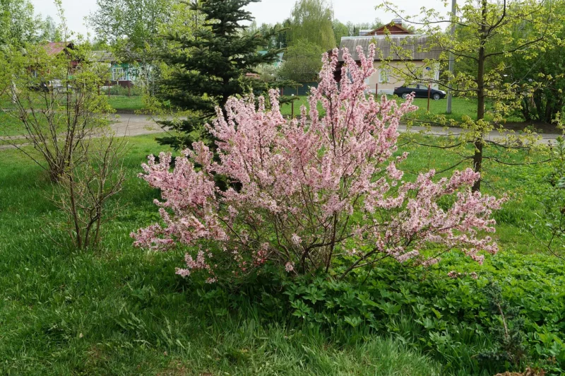 image - Double-flowering plum