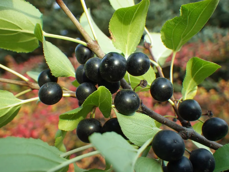 image - Glossy Buckthorn (Rhamnus cathartica)