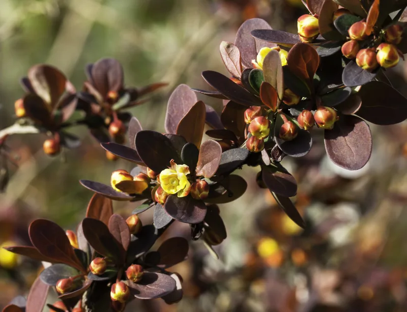 image - Japanese barberries are among the last shrubs to turn color in fall